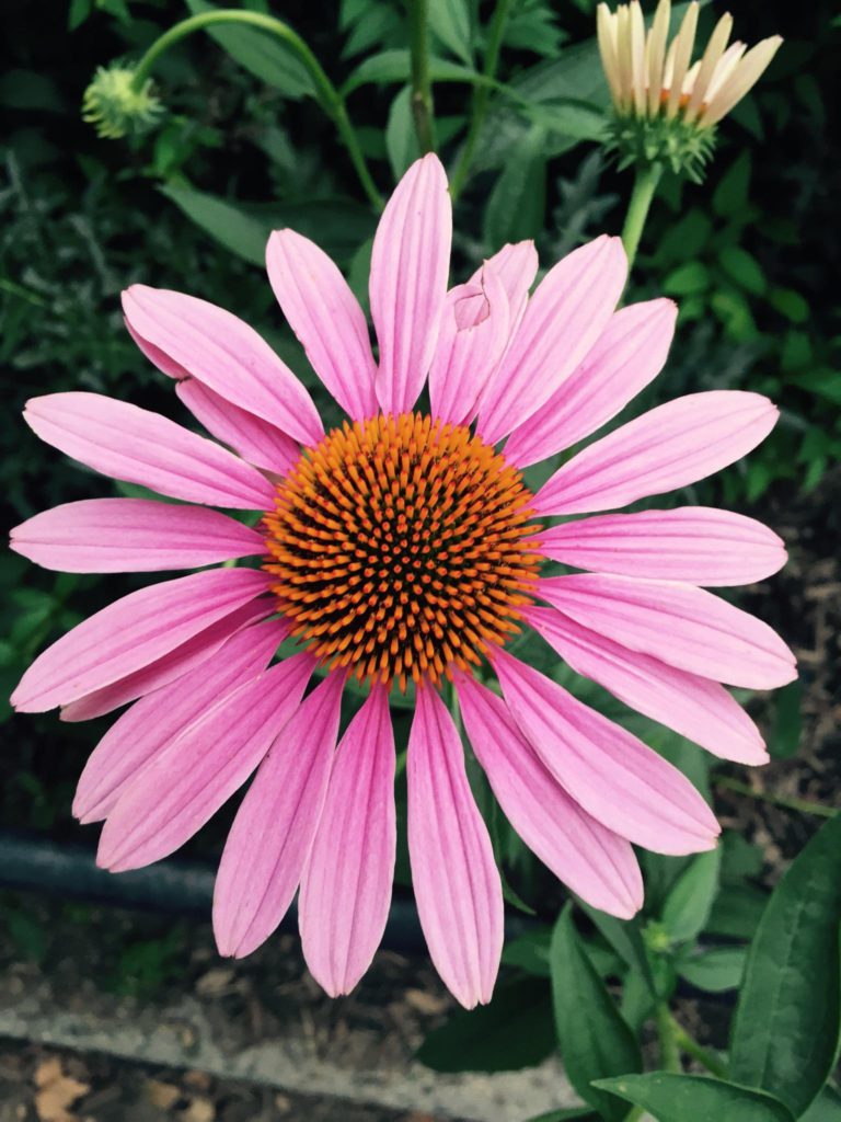 Patient image of: Nancy Levine