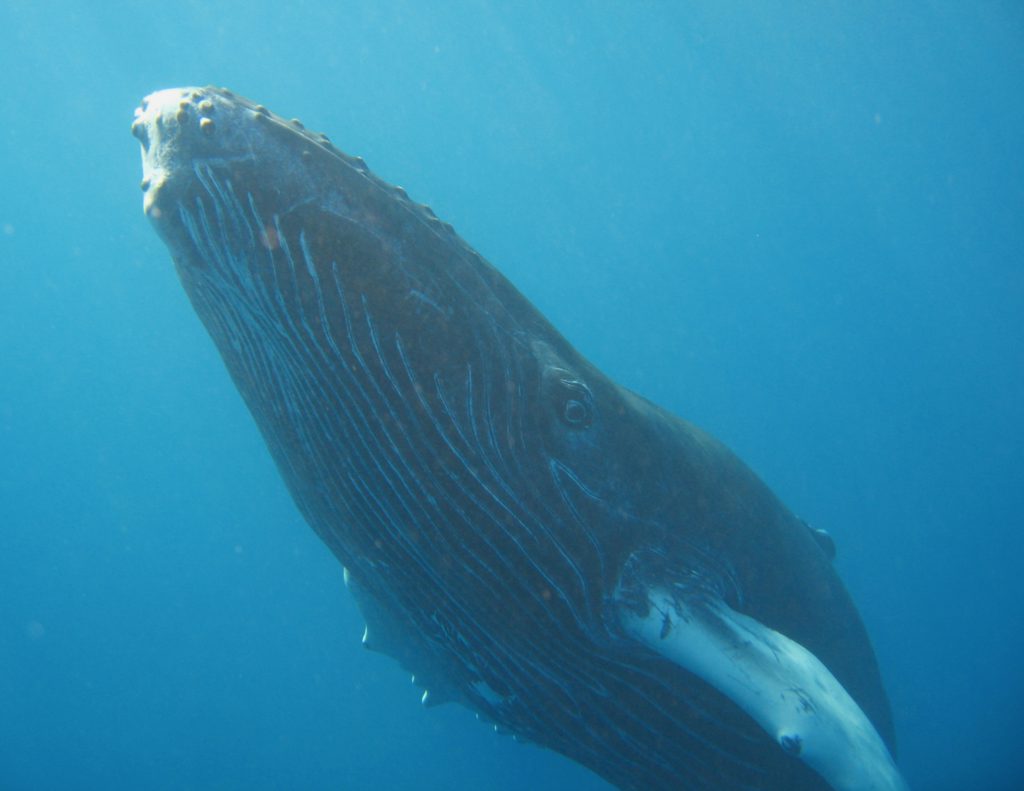 Patient image of: Sonja Lowenfish