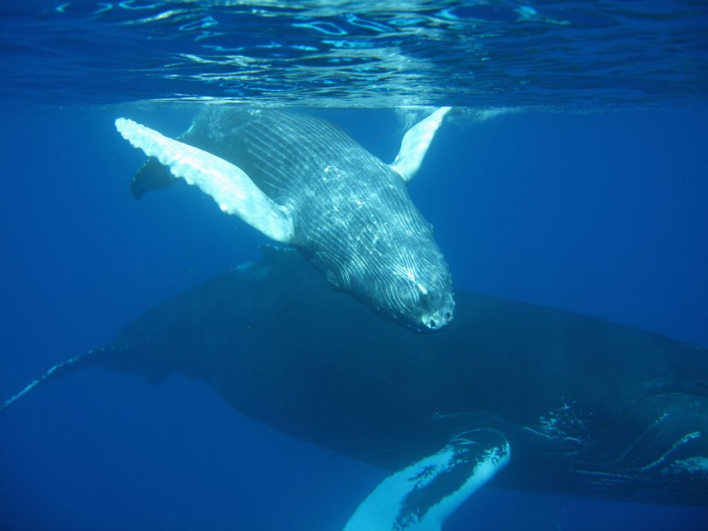 Patient image of: Sonja Lowenfish