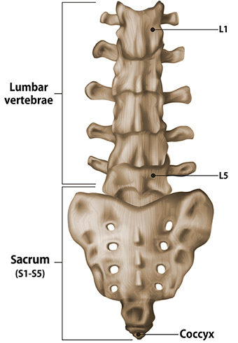 Illustration of the lumbar spine and sacrum.
